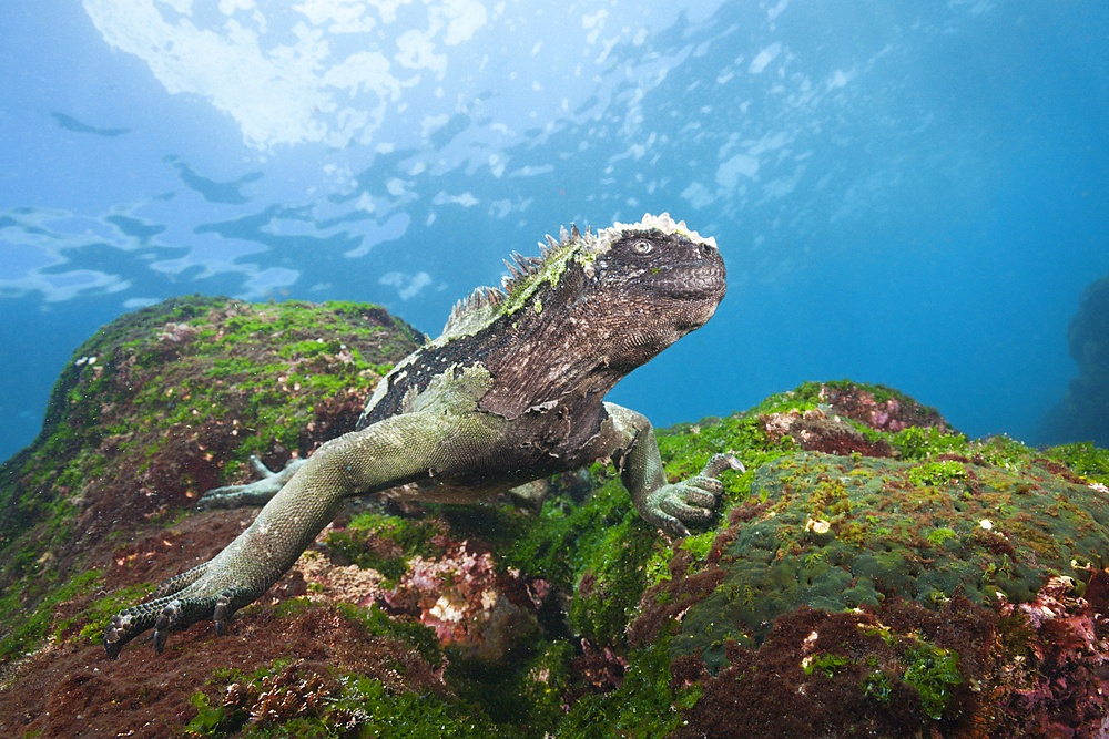 Marine Iguana feeding at Sea, Amblyrhynchus cristatus, Cabo Douglas, Fernandina Island, Galapagos, Ecuador