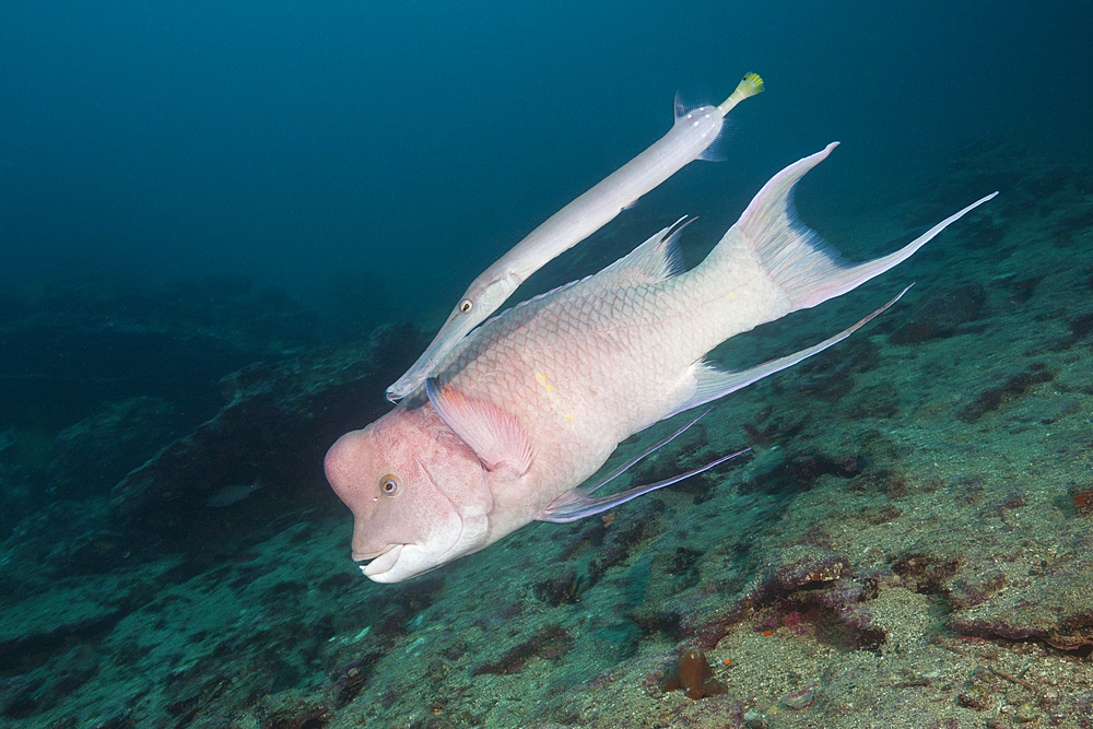 Mexican Hogfish accompanied by Trumpetfish, Bodianus diplotaenia, Cousins Rock, Santiago Island, Galapagos, Ecuador