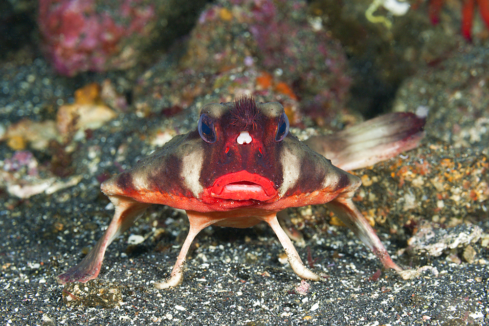 Red-lipped Batfish, Ogcocephalus darwini, Cabo Douglas, Fernandina Island, Galapagos, Ecuador