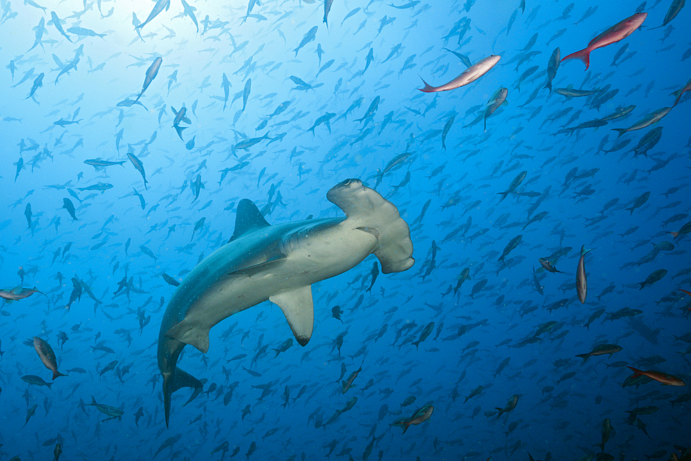 Scalloped Hammerhead Shark, Sphyrna lewini, Arch, Darwin Island, Galapagos, Ecuador