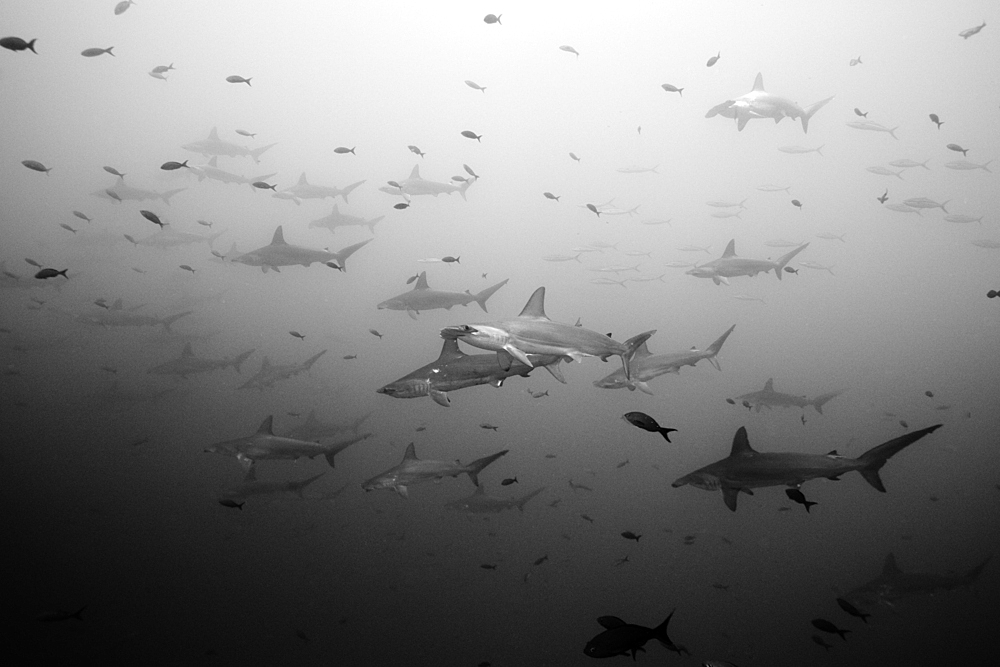 Scalloped Hammerhead Sharks, Sphyrna lewini, Wolf Island, Galapagos, Ecuador