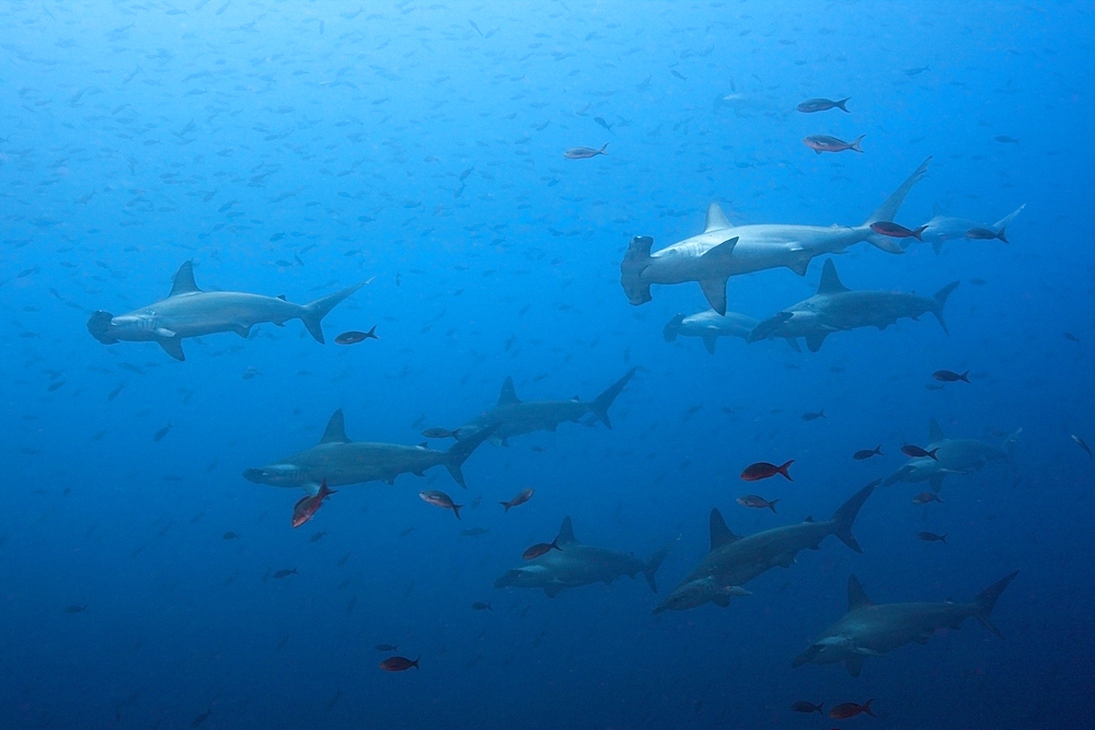 Scalloped Hammerhead Sharks, Sphyrna lewini, Wolf Island, Galapagos, Ecuador