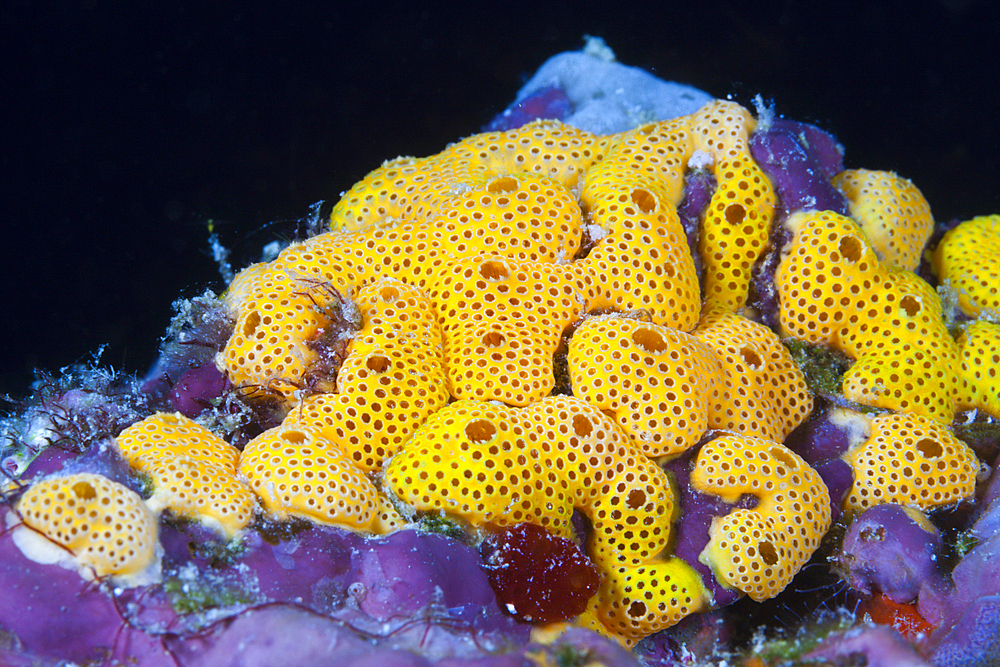 Orange Didemnum, Didemnum sp., Felidhu Atoll, Maldives