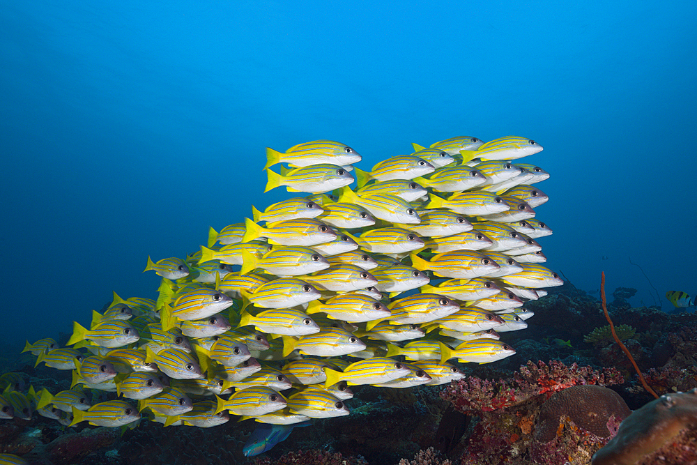 Shoal of Bluestripe Snapper, Lutjanus kasmira, South Male Atoll, Maldives