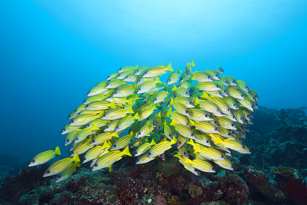 Shoal of Bluestripe Snapper, Lutjanus kasmira, South Male Atoll, Maldives