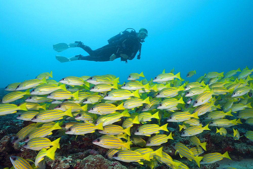 Shoal of Bluestripe Snapper, Lutjanus kasmira, South Male Atoll, Maldives