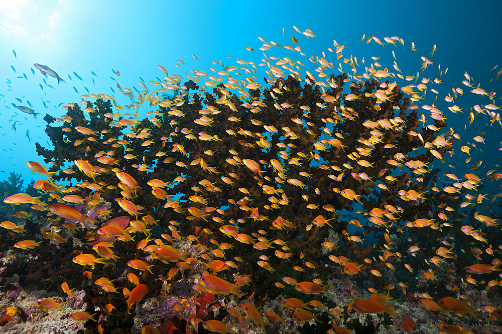 Lyretail Anthias over Coral Reef, Pseudanthias squamipinnis, South Male Atoll, Maldives