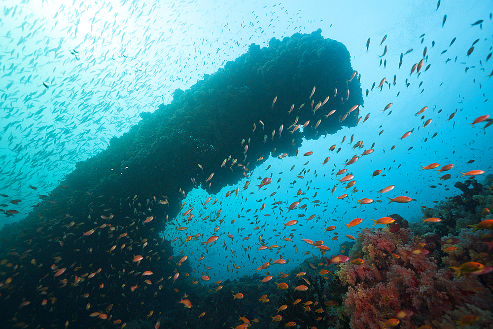 Lyretail Anthias over Coral Reef, Pseudanthias squamipinnis, North Male Atoll, Maldives