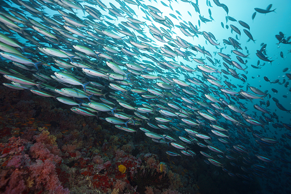 Shoal of Neon Fusilier over Coral Reef, Pterocaesio tile, North Male Atoll, Maldives