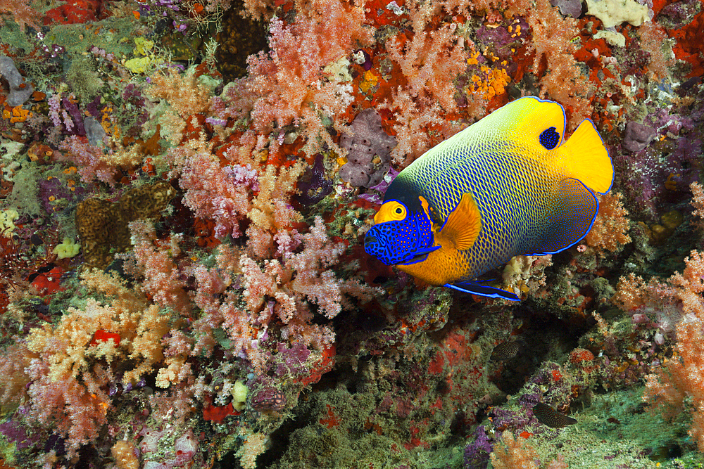 Yellowmask Angelfish, Pomacanthus xanthometopon, North Male Atoll, Maldives