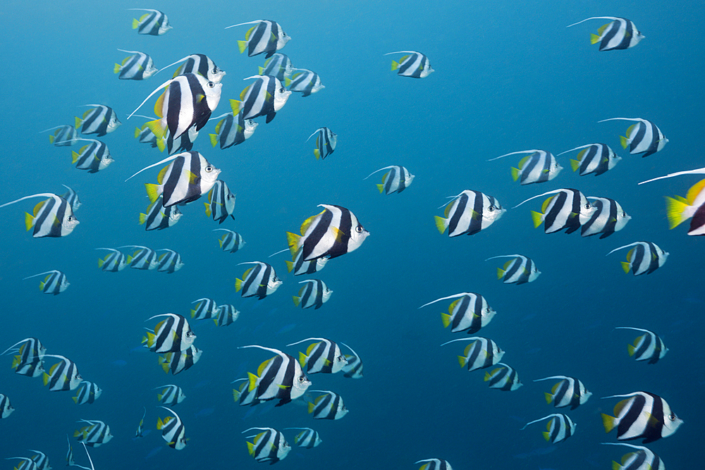 Shoal of Pennant Bannerfish, Heniochus diphreutes, North Male Atoll, Maldives