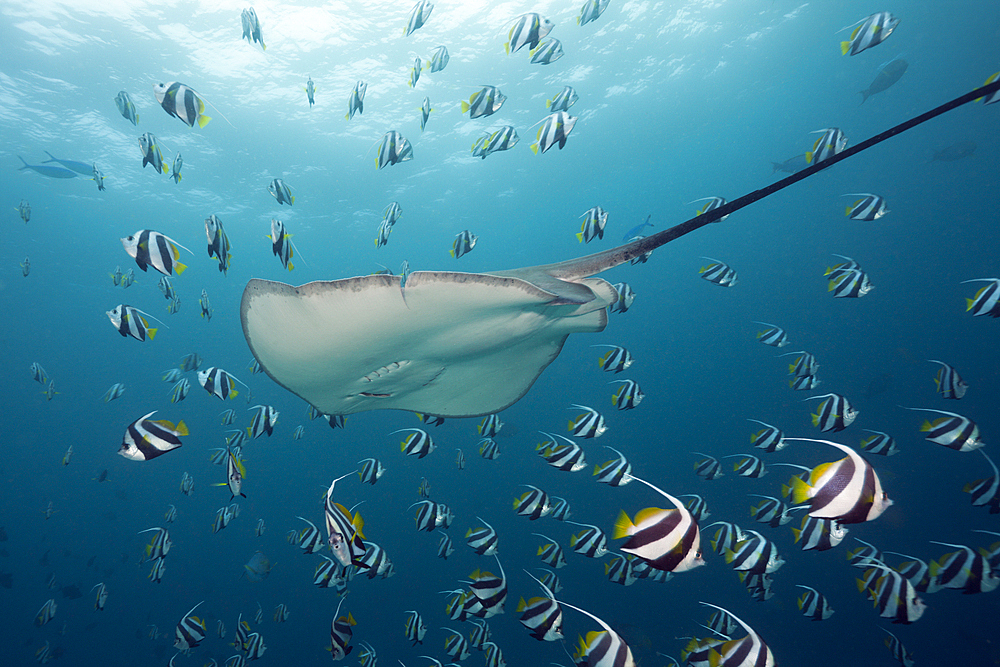 Pink Whipray, Pateobatis fai, North Male Atoll, Maldives