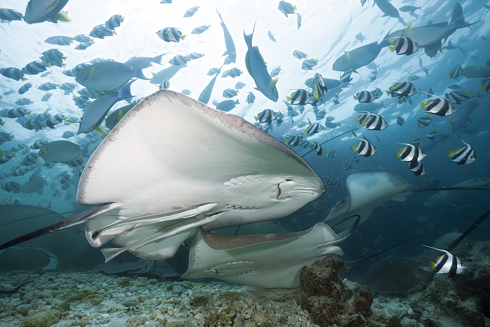 Pink Whipray, Pateobatis fai, North Male Atoll, Maldives