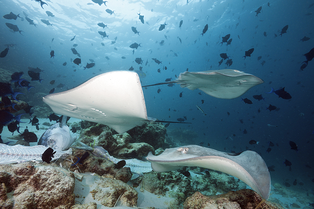 Pink Whipray, Pateobatis fai, North Male Atoll, Maldives