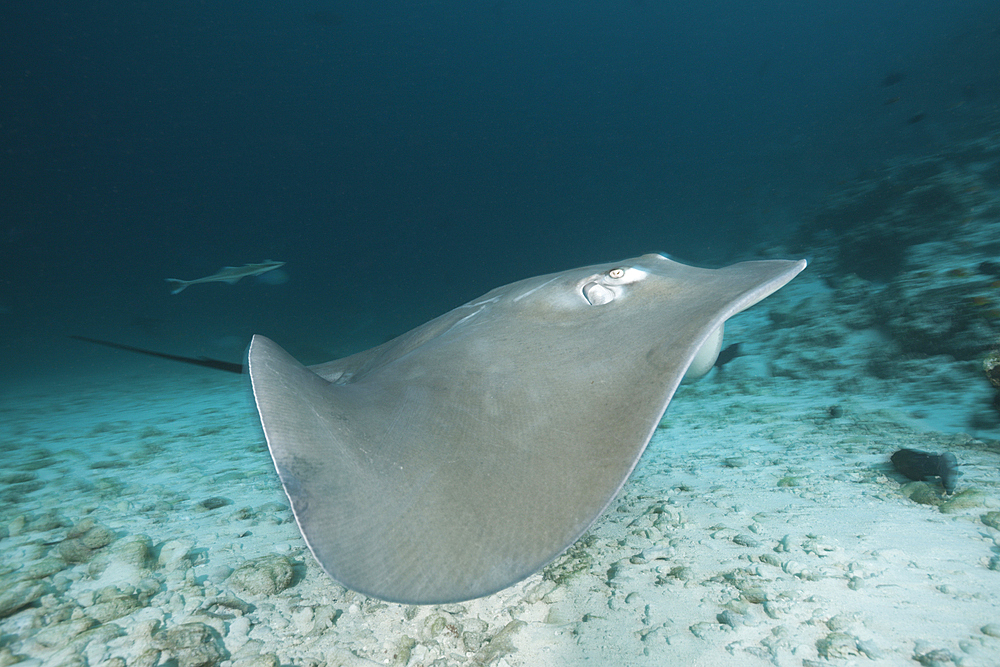 Pink Whipray, Pateobatis fai, North Male Atoll, Maldives