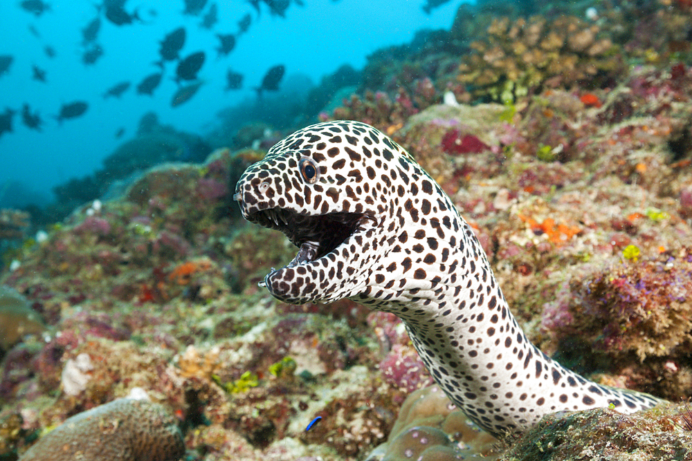 Honeycomb Moray, Gymnothorax favagineus, North Male Atoll, Maldives