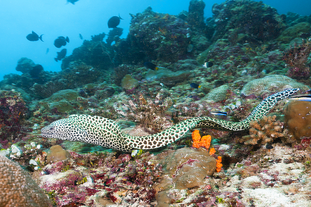 Honeycomb Moray, Gymnothorax favagineus, North Male Atoll, Maldives