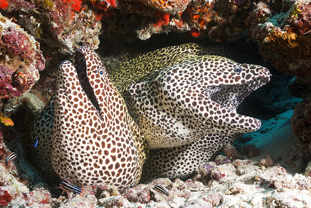 Group of Honeycomb Moray, Gymnothorax favagineus, North Male Atoll, Maldives