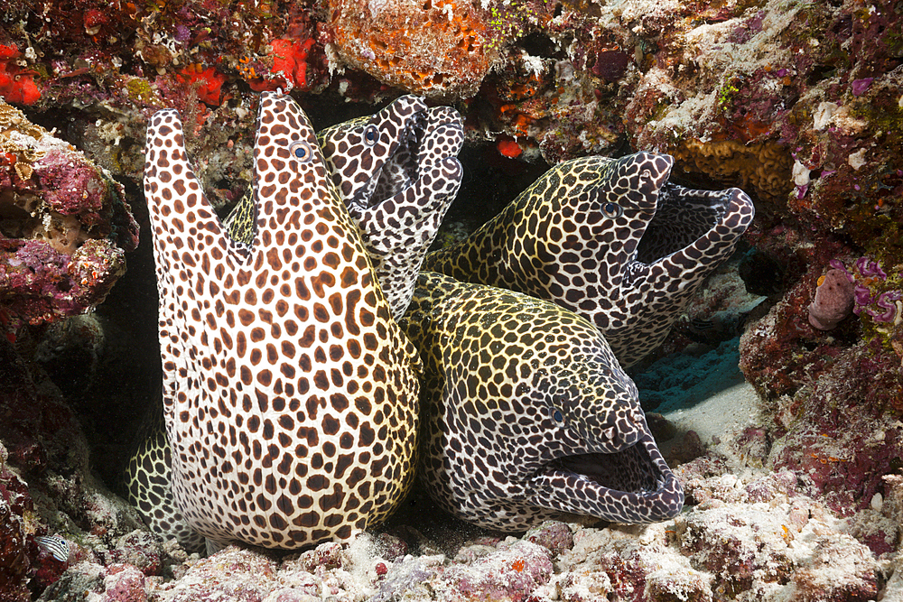 Group of Honeycomb Moray, Gymnothorax favagineus, North Male Atoll, Maldives