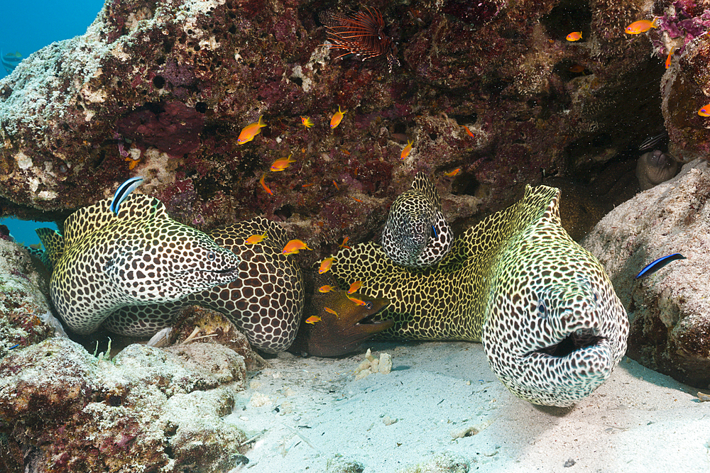 Group of Honeycomb Moray, Gymnothorax favagineus, North Male Atoll, Maldives