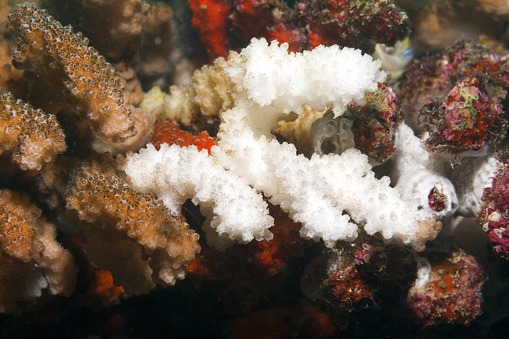 Bleached Corals on Reef Top, North Male Atoll, Maldives