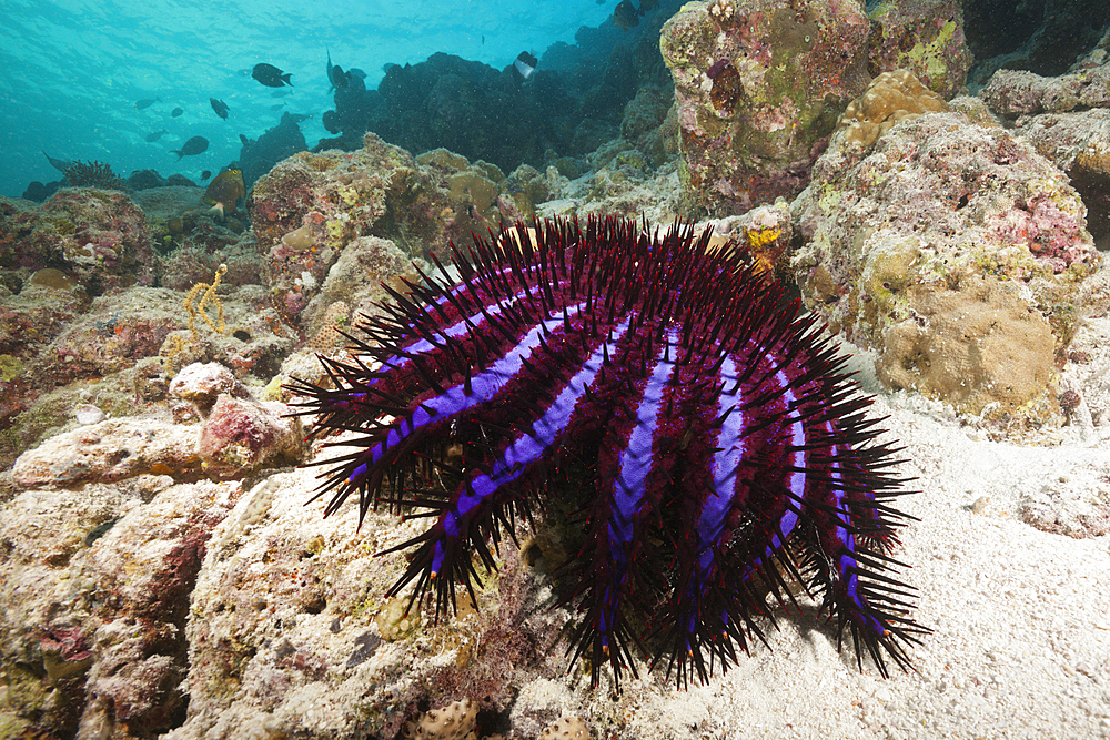 Crown-of-Thorns Starfish, Acanthaster planci, North Male Atoll, Maldives