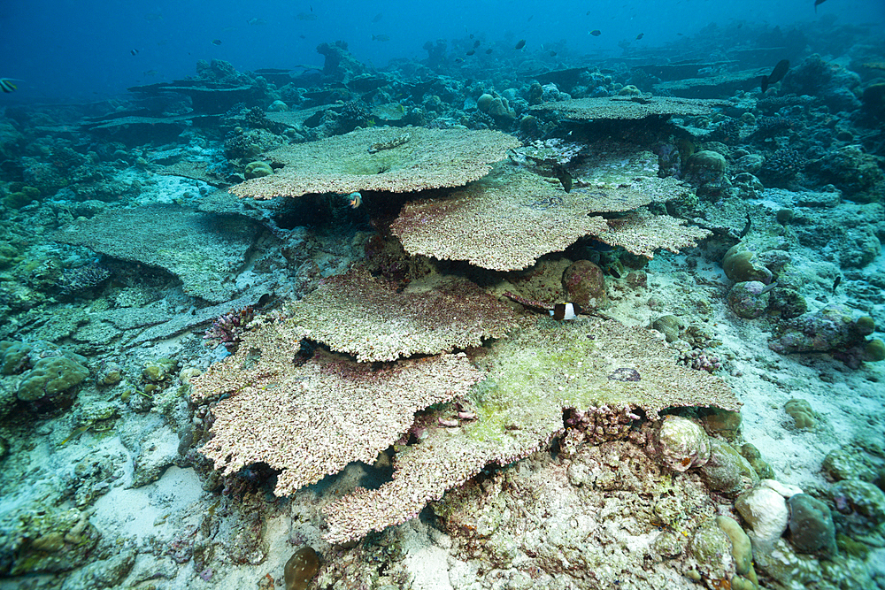 Bleached Corals on Reef Top, North Male Atoll, Maldives