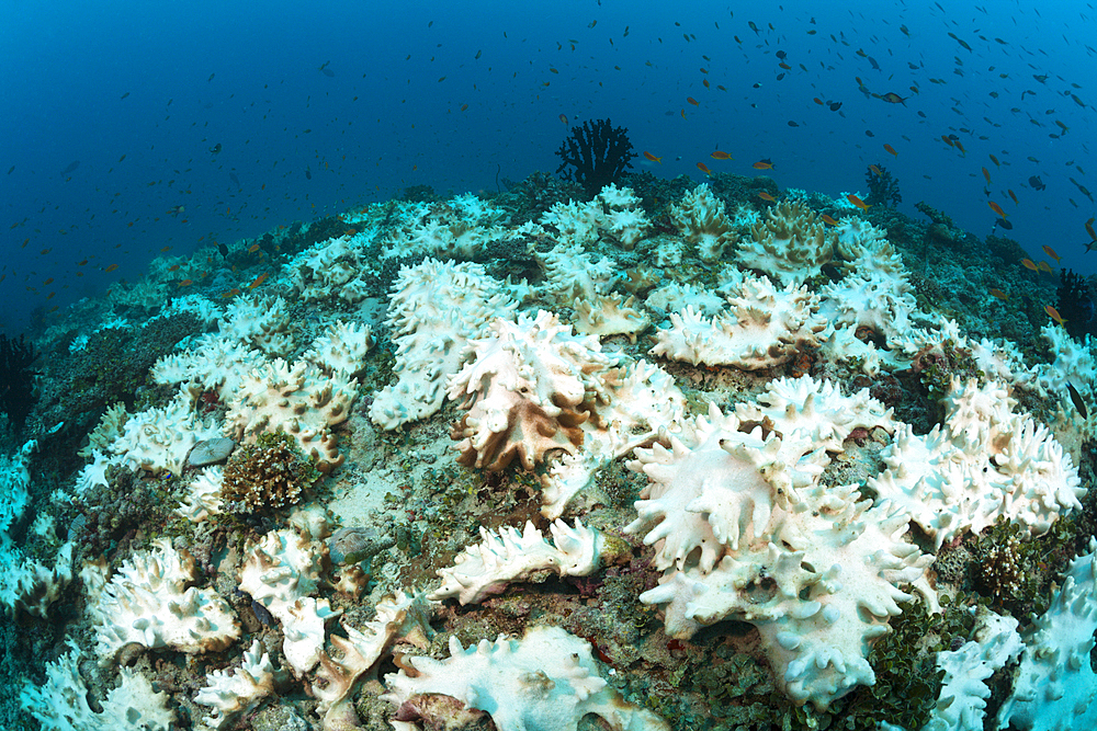 Bleached Corals on Reef Top, Felidhu Atoll, Maldives