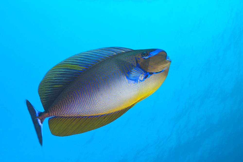 Bignose Unicornfish, Naso vlamingii, South Male Atoll, Maldives