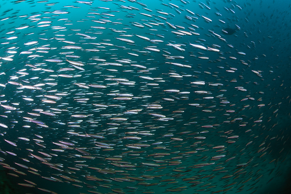 Shoal of Sardine fusilier, Dipteryginotus balteatus, South Male Atoll, Maldives