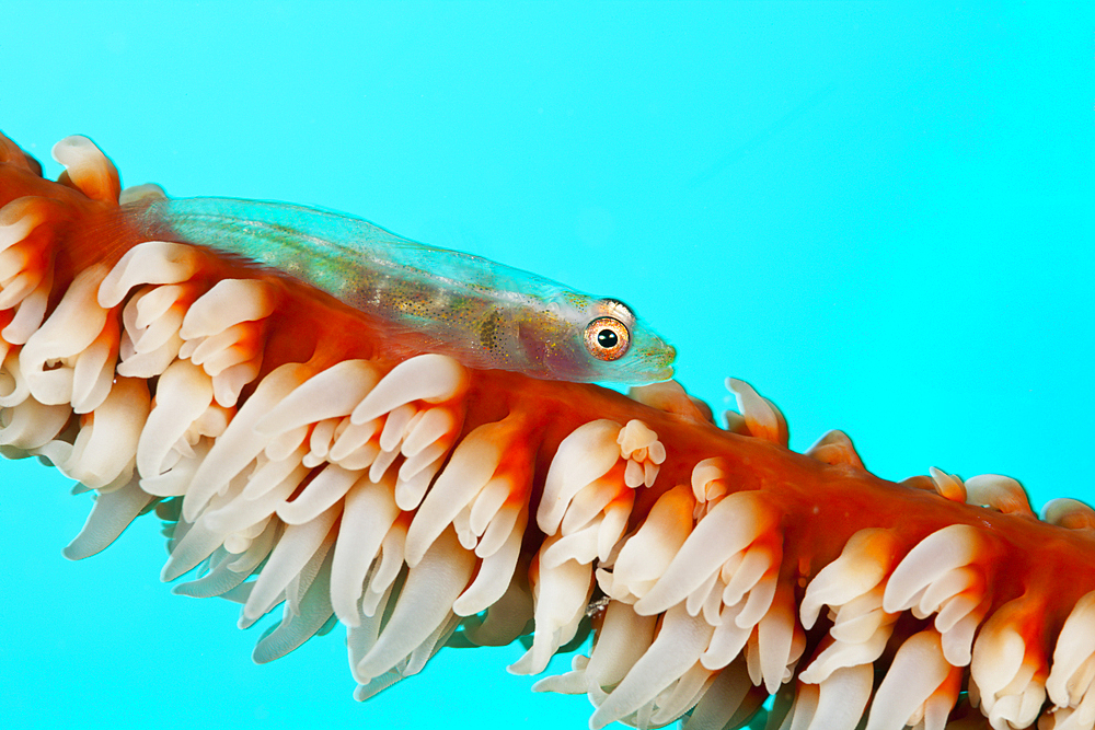 Whip Coral Goby, Bryaninops youngei, South Male Atoll, Maldives