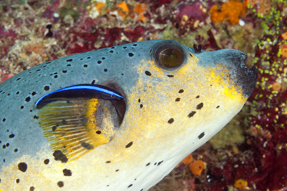 Blackspotted Puffer and Cleaner Wrasse, Arothron nigropunctatus, South Male Atoll, Maldives