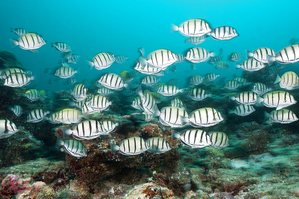 Shoal of Convict Surgeonfish, Acanthurus triostegus, South Male Atoll, Maldives