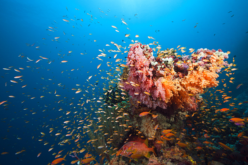 Colored Coral Reef, South Male Atoll, Maldives