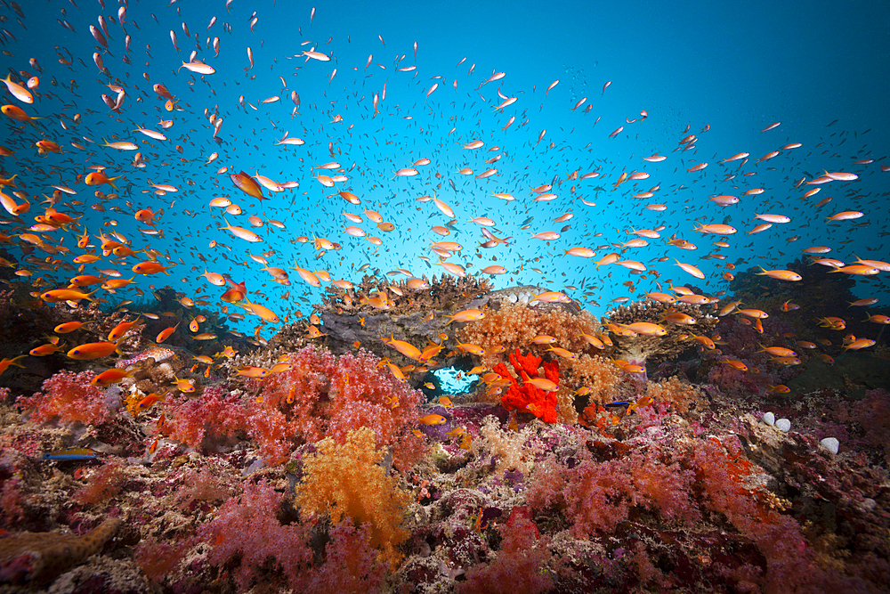 Colored Coral Reef, Felidhu Atoll, Maldives