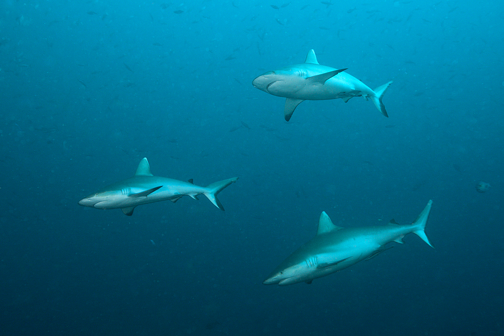 Grey Reef Shark, Carcharhinus amblyrhynchos, South Male Atoll, Maldives