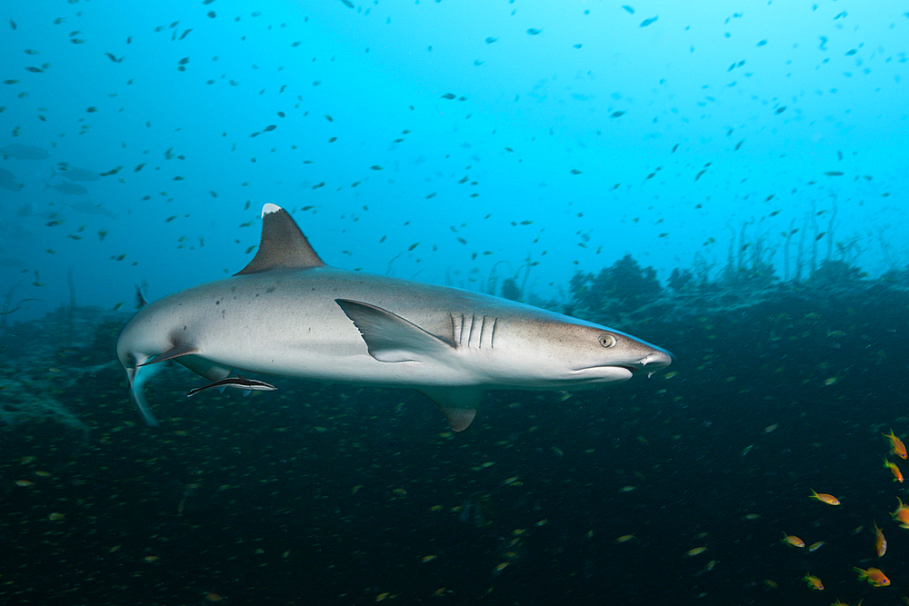 Whitetip Reef Shark, Triaenodon obesus, Felidhu Atoll, Maldives