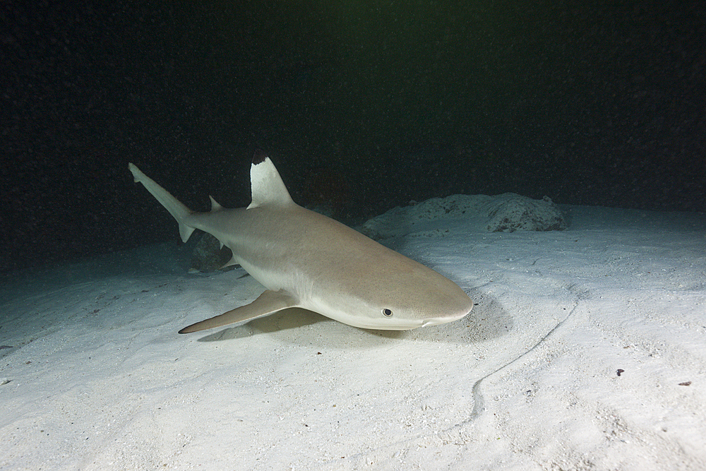 Blacktip Reef Shark, Carcharhinus melanopterus, Felidhu Atoll, Maldives