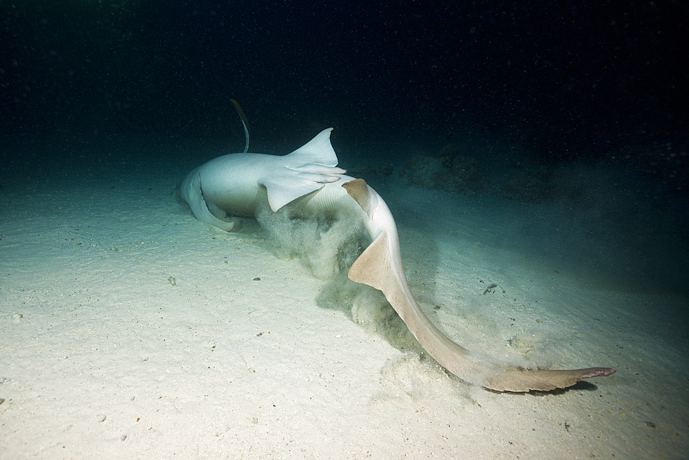 Nurse Shark at Night, Nebrius ferrugineus, Felidhu Atoll, Maldives