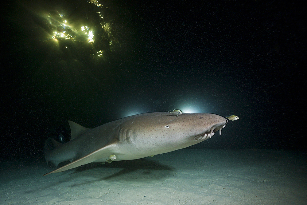 Nurse Shark at Night, Nebrius ferrugineus, Felidhu Atoll, Maldives