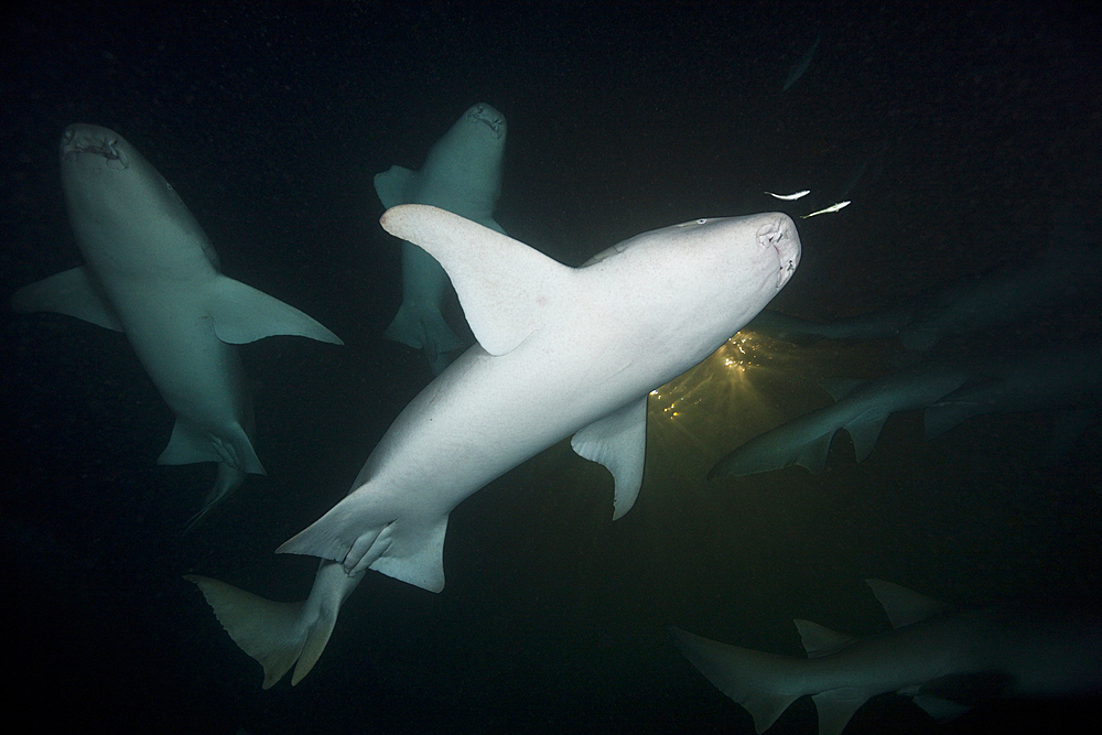 Group of Nurse Shark at Night, Nebrius ferrugineus, Felidhu Atoll, Maldives