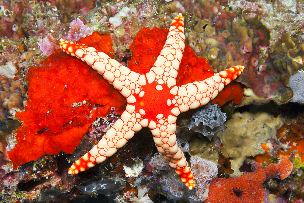 Red Mesh Starfish, Fromia monilis, Felidhu Atoll, Maldives