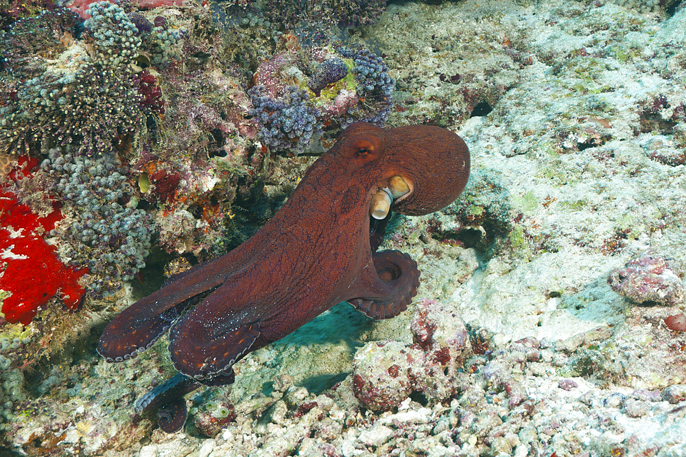 Common Reef Octopus, Octopus cyanea, Felidhu Atoll, Maldives