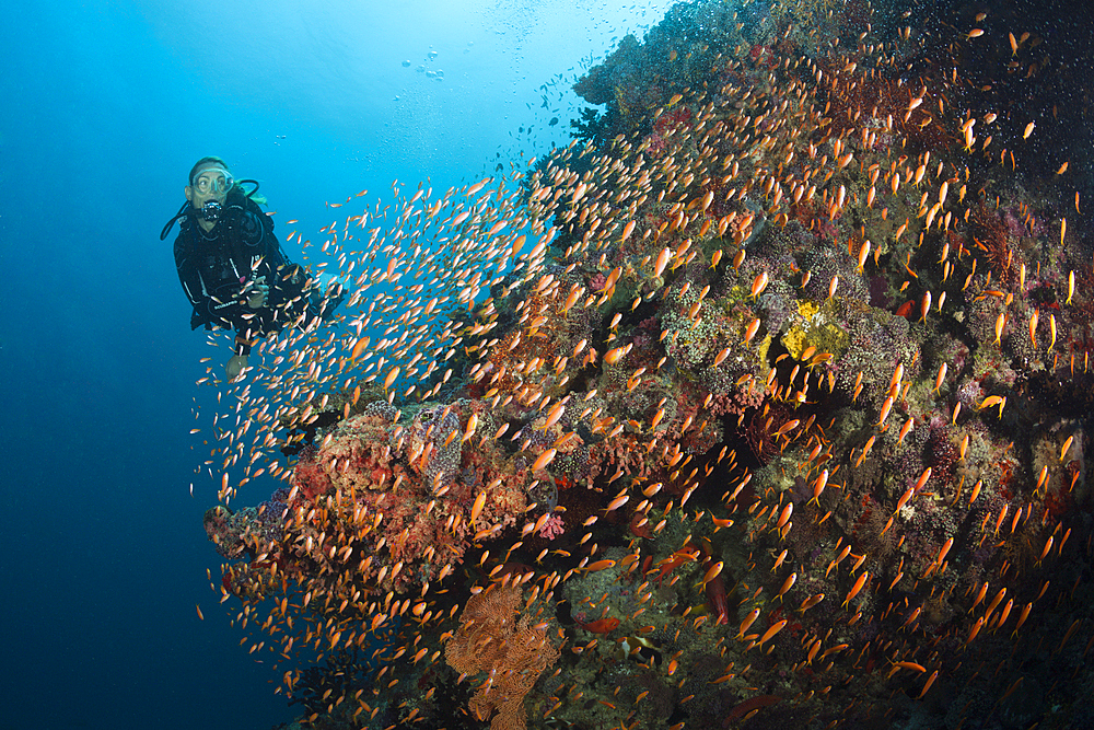 Scuba Diver on Coral Reef, Felidhu Atoll, Maldives