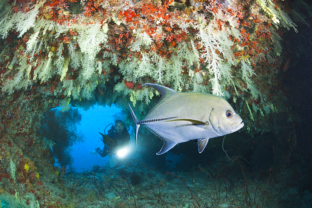 Scuba Diver exploring Overhang, Felidhu Atoll, Maldives