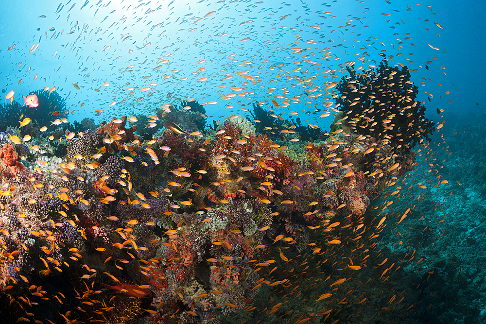 Colored Coral Reef, South Male Atoll, Maldives