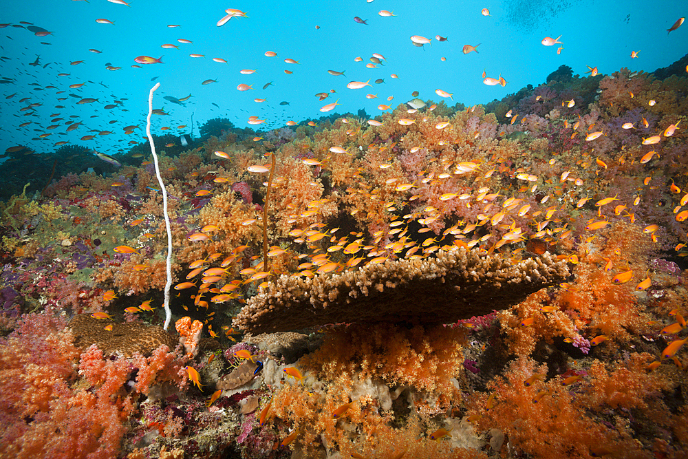 Colored Coral Reef, South Male Atoll, Maldives