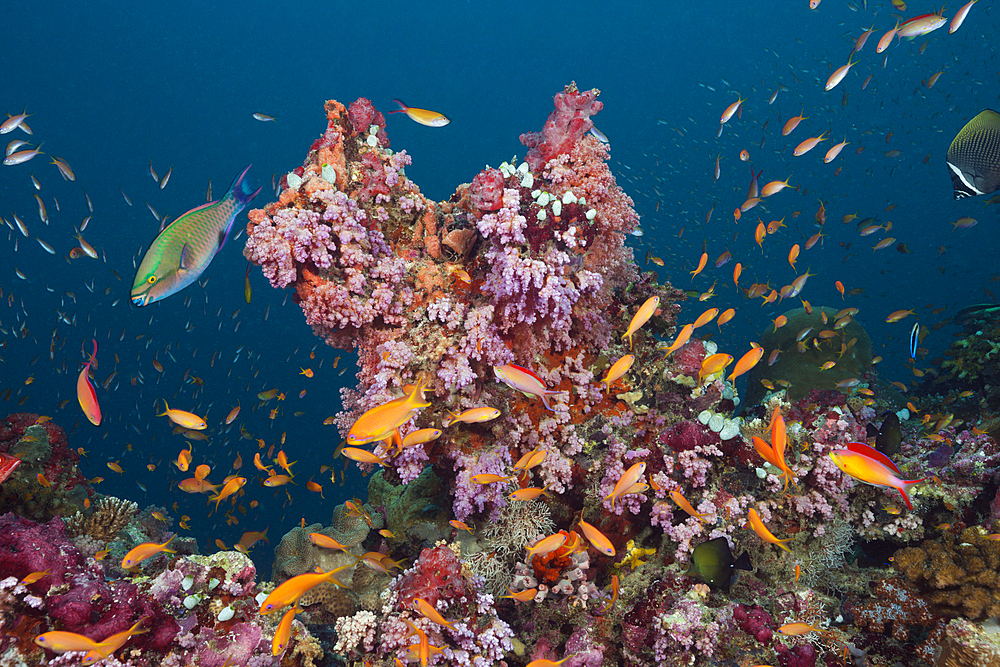 Colored Coral Reef, South Male Atoll, Maldives