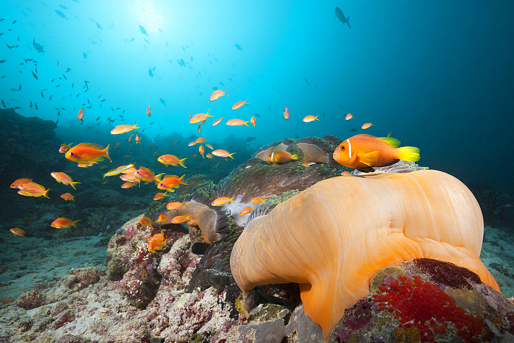 Maldive Anemonefish, Amphiprion nigripes, South Male Atoll, Maldives