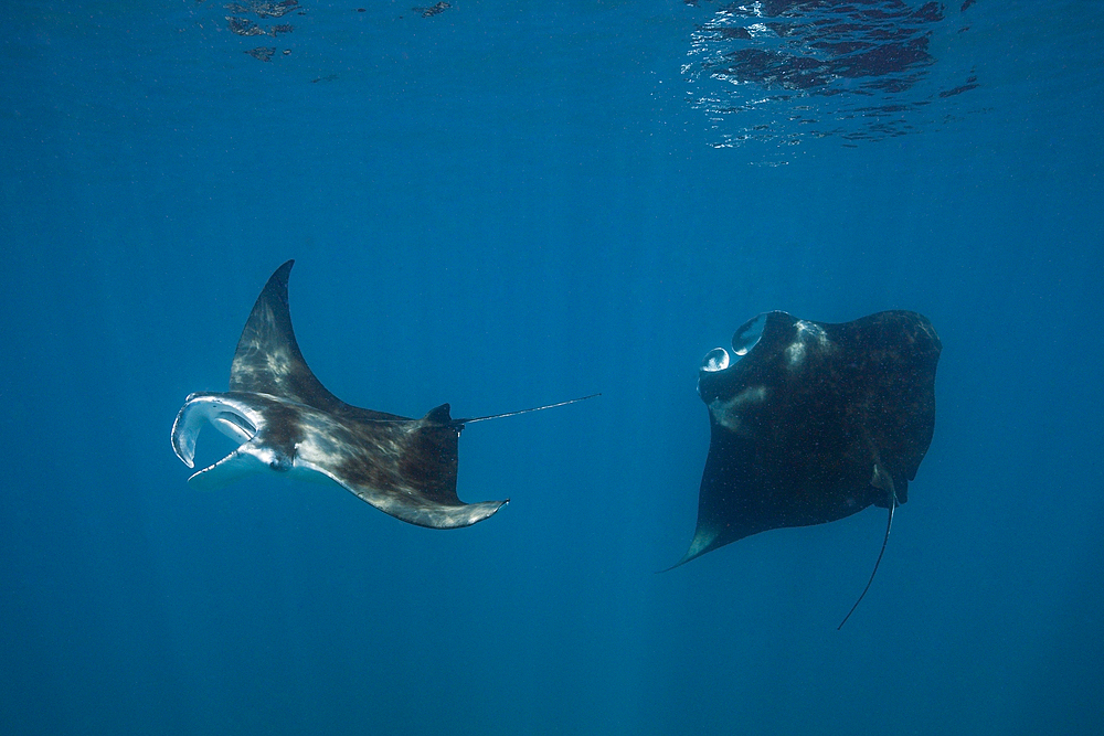 Reef Manta, Manta alfredi, North Male Atoll, Maldives